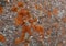 Orange lichen background in the stone