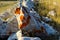 Orange lichen colonies, on light stone