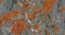 Orange Lichen Covers the Rocks