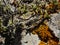 Orange lichen growing on sharp edged volcanic rocks