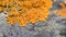 Orange lichen on the rock  Xanthoria Elegans  - closeup photo with blurred lens effect. Selective focus. Photo made in north of