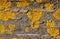 Orange lichen, Xanthoria parietina, growing on tree bark