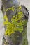 Orange lichen, yellow scale, maritime sunburst lichen or shore lichen, Xanthoria parietina, is a foliose or leafy lichen