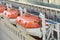 orange Lifeboats hanging over deck on cruise ship