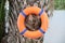 An orange lifebuoy hangs on the ropes on a palm tree