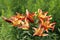 Orange lilies bloom in the garden, floral background for design. Beautiful landscape for postcard, calendar, banner and