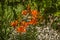 Orange lilies with dark spots on the petals, in the courtyard under the trees