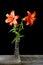 Orange lilies in a glass vase on black background. Mothers Day or Valentines concept.  Also Sympathy and Condolence Concept