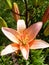 Orange lilies vertical photo, great design for any purposes. Flower garden. Flower concept. Orange flower. Flower macro