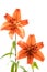 Orange lilies on white background for Mothers Day or Valentines concept.  Also Sympathy and Condolence Concept