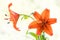 Orange lilies on white background for Mothers Day or Valentines concept.  Also Sympathy and Condolence Concept