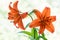 Orange lilies on white background for Mothers Day or Valentines concept.  Also Sympathy and Condolence Concept