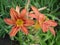 Orange lilium buds and flowers, orange day lily