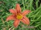 Orange lilium flower, orange day lily