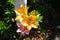 Orange Lilium \\\'Orange Planet\\\' and pink Lilium \\\'Algarve\\\' bloom in July in the garden. Berlin, Germany
