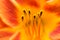 Orange Lilium Pistil Nectar