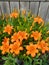 Orange lillies