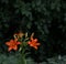 Orange Lillies