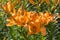 Orange lillies in bloom
