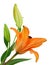 Orange lillies flower
