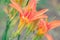 Orange lilly background beautiful bloom. blossom