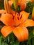 Orange lilly bloom