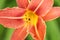 Orange lily detail