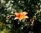 Orange lily, fire lily, tiger lily, or lilium bulbiferum. Flowers and buds in the garden. Selective focus