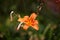 Orange lily, fire lily, tiger lily, or lilium bulbiferum. Flowers and buds in the garden. Selective focus