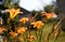 Orange lily, fire lily, tiger lily, or lilium bulbiferum. Flowers and buds in the garden. Selective focus