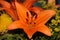 Orange lily in a flower bouquet with also Carthamus and other