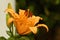 Orange lily flower with long stamens