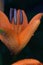 Orange Lily flower partially open, raindrops