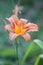 Orange lily flower portrait