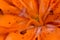 Orange Lily Flower Stamen Abstract