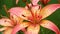 Orange Lily flower under rain