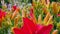 Orange lily flowers in the garden