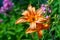 Orange lily. Flowers of garden daylily on a flowerbed. Natural background for design