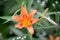 Orange lily flowers with green stems grow in a country house garden