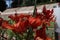 Orange lily flowers & leaves lilium background pattern. Beautiful orange lily lilium summer flower garden. Close-up orange madon