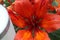 Orange lily flowers & leaves lilium background pattern. Beautiful orange lily lilium summer flower garden. Close-up orange madon