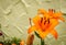 Orange lily flowers in a private garden. Oriental Lillies against countryside background