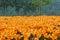 Orange lily flowers with trees