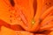 Orange Lily Follicle Petal Abstract