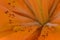 Orange Lily Follicle Petal Abstract