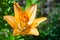 Orange lily. Garden daylily flower. Natural background for design