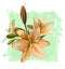 Orange Lily & green background