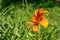 Orange lily illuminated by the rays of the setting sun