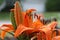 Orange lily kissed by the rain