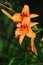 Orange Lily Lilium